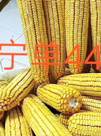宁单44
