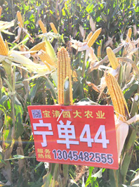 宁单44