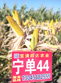 宁单44